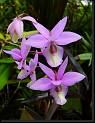 Bark Leo (melanocaulon x spectabilis) * Omar Eduardo Rocha * Omar Eduardo Rocha